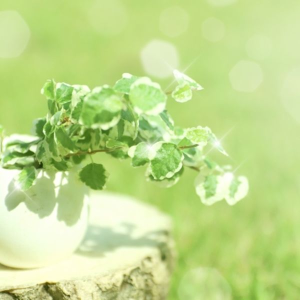 福岡市でお見合いするなら結婚相談所のMatchmakerで